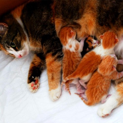antalya-lara-kedi-köpek-doğum