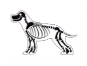 röntgen